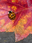 Lady Beetle on Maple Leaf